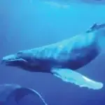 Whaling Humpback