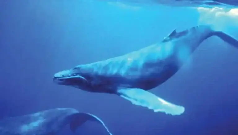Whaling Humpback