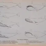 Whale Fishery