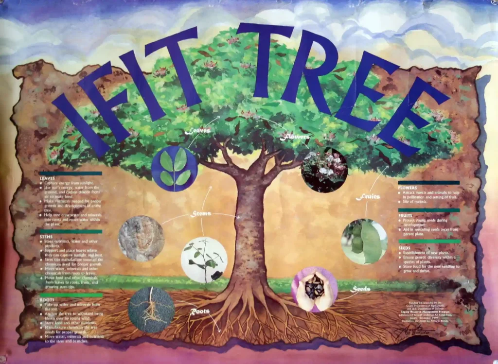 Ifit Tree Poster - Guampedia