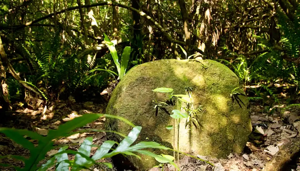 Cetti Featured Image - Guampedia