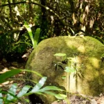 Cetti Featured Image