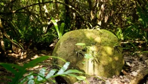 Cetti Featured Image