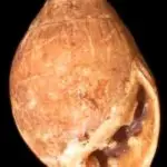 Native Marianas snail shell