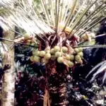 Fadang, Cycas micronesica