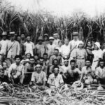 Sugarcane Farmers, Saipan