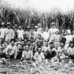 Sugarcane Farmers, Saipan