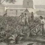 mulatos and negros