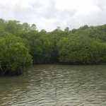 Figure 1 Mangrove Area, 2017