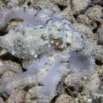 Figure 1 Octopus Camouflage