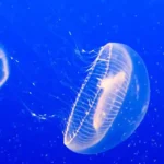 Figure 1a Jellyfish