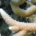 Figure 1b Coral