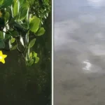 Figure 2 Mangrove Life Stages