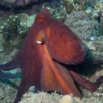 Figure 2 Octopus Observes