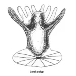 Figure 2a Coral Polyp