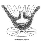 Figure 2b Jellyfish Medusa