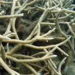Figure 3 Acropora teres