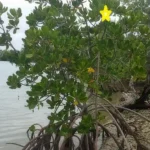 Figure 3 Young Mangrove Tree