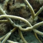 Figure 4 Acropora muricata