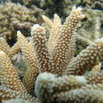 Figure 5 Acropora cf intermedia