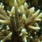 Figure 6 Acropora pulchra
