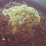 Figure 6 Silt Covered Coral in Cetti