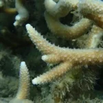 Figure 7 Acropora aspera