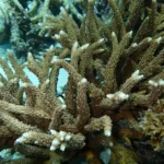 Figure 8 Acropora austera