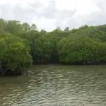 Mangroves Figure 1