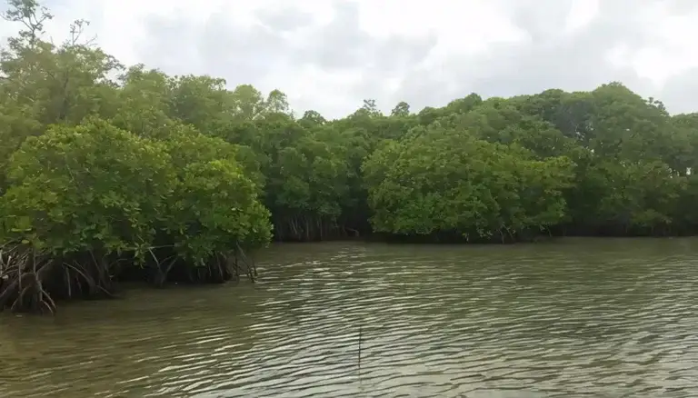 Mangroves Featured Image
