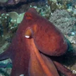 Figure 2 Octopus
