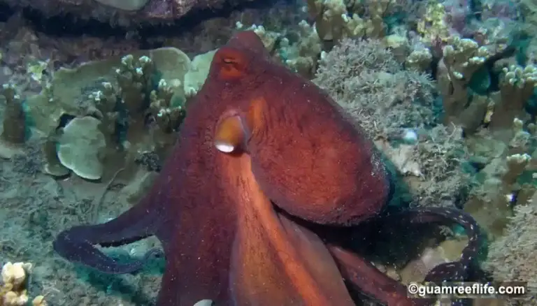 Figure 2 Octopus