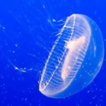Figure 1a Jellyfish