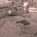 Figure 9 Wild Cocos Island Born