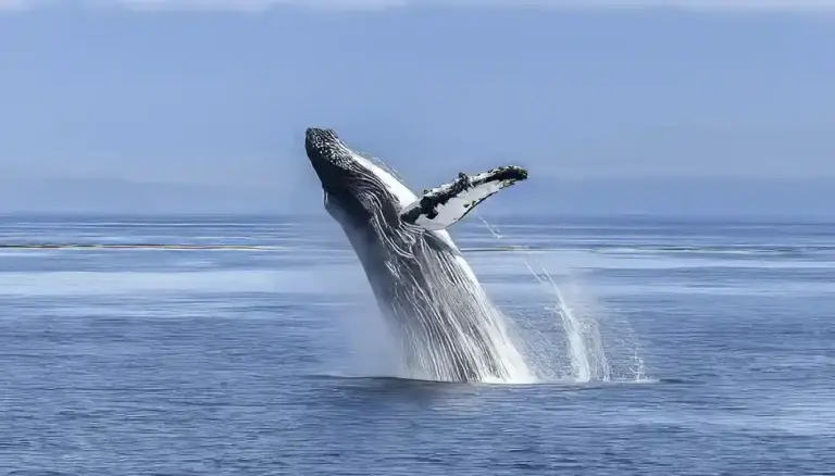 Whale