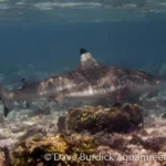 Figure 1 Black Tip Reef Shark