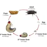 Figure 1 CRB lifecycle