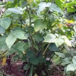 Figure 1 The Kava Plant