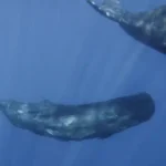 Figure 10 Sperm Whale Calf