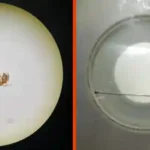 Figure 10 The Little Fire Ant