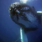 Figure 12 Humpback