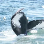 Figure 13 Humpback Fluke