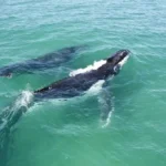 Figure 14 Humpback and Calf