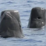 Figure 18 Pilot Whales