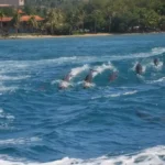 Figure 19 Spinner Dolphins