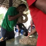 Figure 2 Kava being prepared