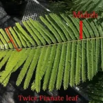 Figure 2 Serianthes nelsonii leaf