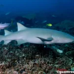 Figure 2 Tawney Nurse Shark