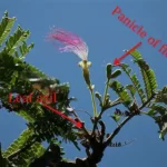 Figure 3 Serianthes nelsonii flower