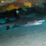 Figure 3 White Tip Reef Shark